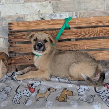 Creed -  Cattle Dog Dog for Adoption in Chico, California - Creed | PetCurious