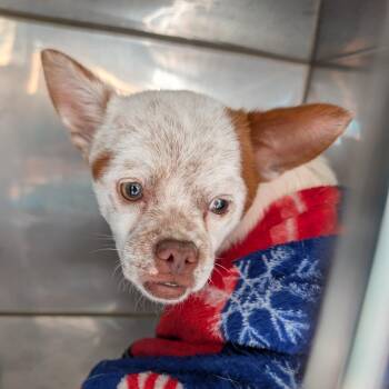 Chihuahua Dogs Available for Adoption - Otto | PetCurious