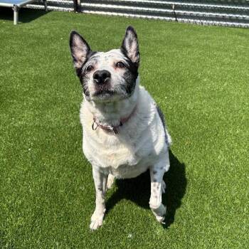 Speckles -  Mixed Breed Dog for Adoption in Pittsburgh, Pennsylvania - Speckles | PetCurious