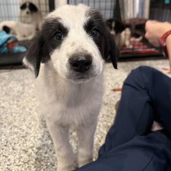 Mixed Breed Dogs Available for Adoption in Port Charlotte, Florida - 0473-D26 | PetCurious