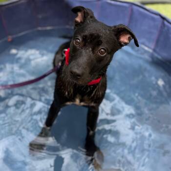 Kimchi -  Mixed Breed Dog for Adoption in Asheville, North Carolina - Kimchi | PetCurious
