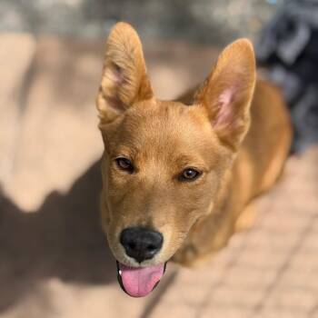 Cardigan Welsh Corgi and Mixed Breed Dogs Available for Adoption in Grand Junction, Colorado - Honeybun | PetCurious