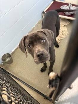 Gummy Bear -  Mastiff and Mixed Breed Dog for Adoption in Palm Coast, Florida - Gummy Bear | PetCurious