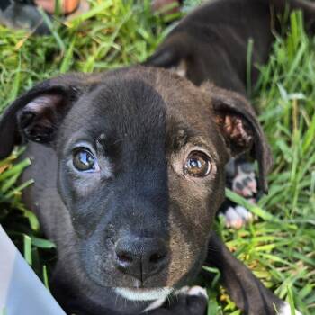 Swing -  Labrador Retriever and Terrier Dog for Adoption in Wake Forest, North Carolina - Swing | PetCurious