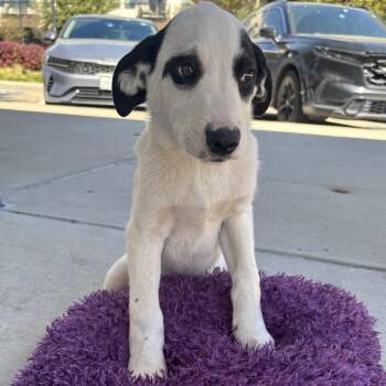 Catahoula Leopard Dog and Mixed Breed Dogs Available for Adoption - Bonsai | PetCurious