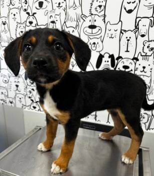 Labrador Retriever and Mixed Breed Dogs Available for Adoption in North Charleston, South Carolina - 05831B Apple Jacks | PetCurious