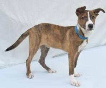 Biscuit -  Mountain Cur and Mixed Breed Dog for Adoption in Kansas City, Missouri - Biscuit | PetCurious
