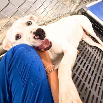 Mallard -  Mixed Breed Dog for Adoption - Mallard | PetCurious
