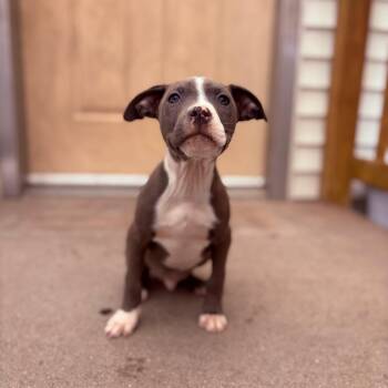 Pit Bull Terrier Dogs Available for Adoption in Fenton, Michigan - Fritter  | PetCurious