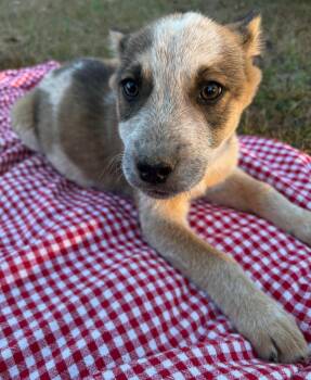 Rescue Australian Cattle Dog Blue Heeler and Husky Dogs for Adoption in Calera, Alabama - Cider | PetCurious