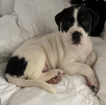 Cupcake -  Terrier and Labrador Retriever Dog for Adoption - Cupcake | PetCurious