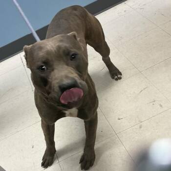 Pit Bull Terrier and Mixed Breed Dogs Available for Adoption in Saint Joseph, Missouri - Trammell | PetCurious
