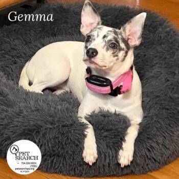 Gemma -  Chihuahua and Mixed Breed Dog for Adoption in Washington, Pennsylvania - Gemma | PetCurious