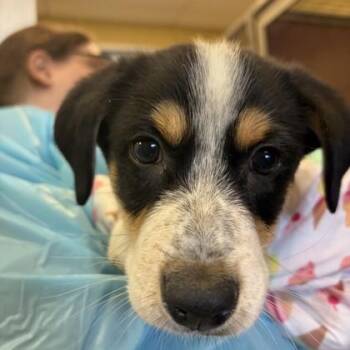 Bounce -  Australian Cattle Dog Blue Heeler and Mixed Breed Dog for Adoption in Merriam, Kansas - Bounce | PetCurious
