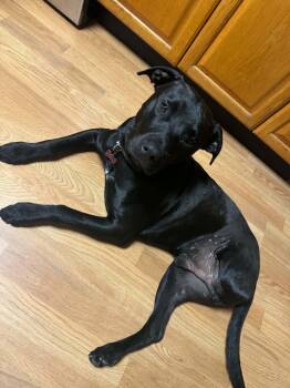 Nibbler -  Black Labrador Retriever and Pit Bull Terrier Dog for Adoption in Roxbury Township, New Jersey - Nibbler | PetCurious