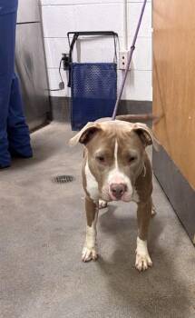 LULU -  Pit Bull Terrier Dog for Adoption - LULU | PetCurious