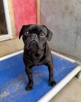 Pug Dogs Available for Adoption in Severance, Colorado - Vader | PetCurious