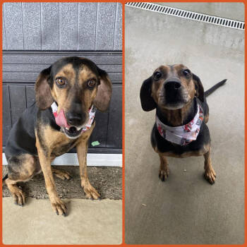 Rescue Coonhound Dogs for Adoption in Chattanooga, Tennessee - Shiloh | PetCurious