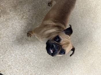 Rescue French Bulldog and Pug Dogs for Adoption in Milton, Ontario - Shelby | PetCurious