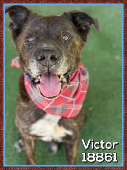 Hound Dogs Available for Adoption in Marietta, Georgia - Victor (54) | PetCurious