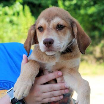 CT Talladega -  German Shepherd Dog and Labrador Retriever Dog for Adoption in Eastford, Connecticut - CT Talladega | PetCurious