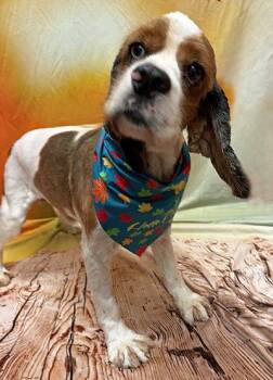 Roux -  Cocker Spaniel Dog for Adoption in Arlington, Virginia - Roux | PetCurious