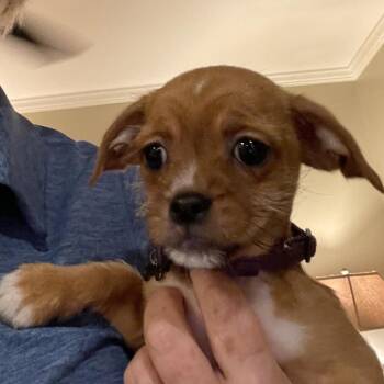 Wilma -  Chihuahua Dog for Adoption in Austell, Georgia - Wilma | PetCurious
