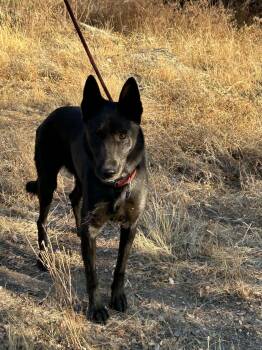 Scarlett Gorgeous Black German Shepherd Oakhurst, CA 2026 -  German Shepherd Dog Dog for Adoption in Oakhurst, California - Scarlett Gorgeous Black German Shepherd Oakhurst, CA 2026 | PetCurious