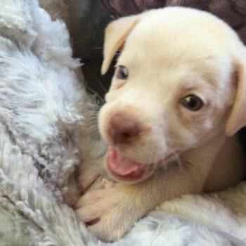 Redbull -  Mixed Breed Dog for Adoption in Buffalo, Minnesota - Redbull | PetCurious