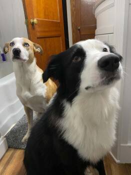 Oakley -  Australian Shepherd Dog for Adoption in Chuckey, Tennessee - Oakley | PetCurious