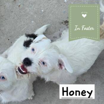 Honey -  French Bulldog and Terrier Dog for Adoption in Chico, California - Honey | PetCurious