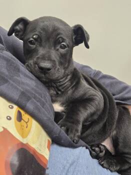 Australian Cattle Dog Blue Heeler and American Staffordshire Terrier Dogs Available for Adoption in Boston, Kentucky - Violet | PetCurious