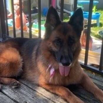 Farrah -  German Shepherd Dog Dog for Adoption in Corsicana, Texas - Farrah | PetCurious