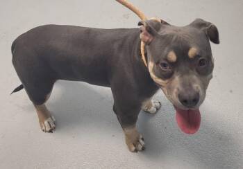 American Bully Dogs Available for Adoption in Lawrenceville, Georgia - Pen 177 Marsha | PetCurious