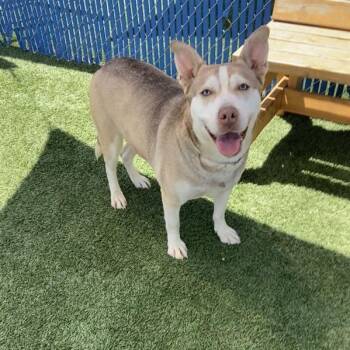 Husky Dogs Available for Adoption in Long Beach, California - Vesper | PetCurious