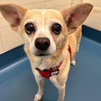 Sprite 14273 -  Chihuahua Dog for Adoption in San Francisco, California - Sprite 14273 | PetCurious