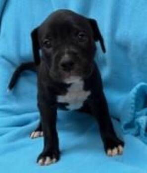 Wink -  Pit Bull Terrier and Mixed Breed Dog for Adoption in Kansas City, Missouri - Wink | PetCurious