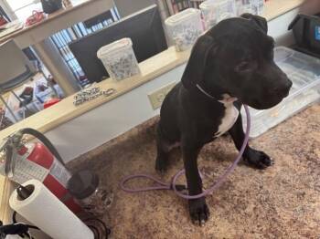 Boots -  Mixed Breed Dog for Adoption in Cincinnati, Ohio - Boots | PetCurious
