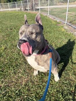 Diamond -  Mixed Breed Dog for Adoption in Vero Beach, Florida - Diamond | PetCurious