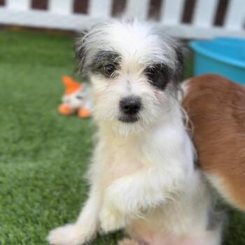 Terrier Dogs Available for Adoption - Walter A2258001 | PetCurious