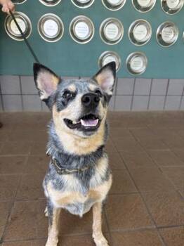 Spur -  Cattle Dog and Mixed Breed Dog for Adoption in Honolulu, Hawaii - Spur | PetCurious