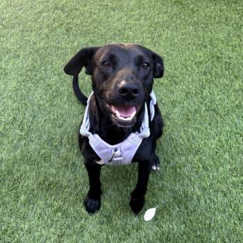 Black Labrador Retriever Dogs Available for Adoption in Los Gatos, California - Cali | PetCurious