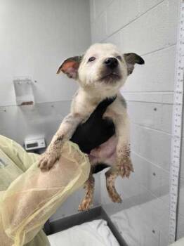 Popcorn -  Australian Shepherd and Mixed Breed Dog for Adoption in Sevierville, Tennessee - Popcorn | PetCurious