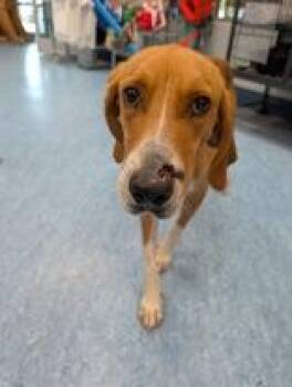 Rescue Mixed Breed Dogs for Adoption in Charleston, South Carolina - Johnny Cash | PetCurious