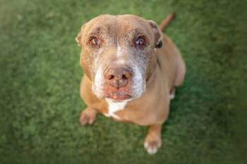 Pit Bull Terrier Dogs Available for Adoption - PRINCESS | PetCurious