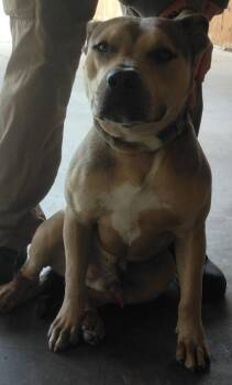 Terrier Dogs Available for Adoption in Lafayette, Louisiana - Prince | PetCurious