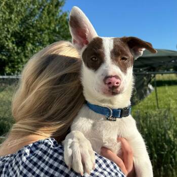 Izzy -  Terrier Dog for Adoption in Traverse City, Michigan - Izzy | PetCurious