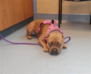 NOVA -  American Bulldog Dog for Adoption in San Jose, California - NOVA | PetCurious