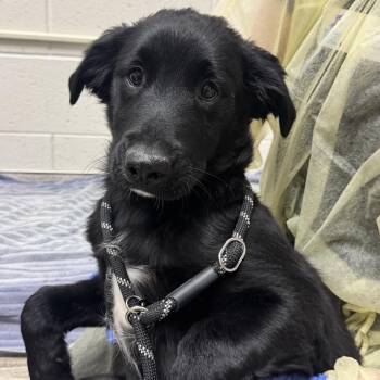 Border Collie and Mixed Breed Dogs Available for Adoption in Murray, Utah - Sirius | PetCurious