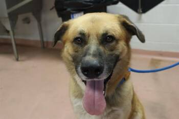 Rescue Mixed Breed Dogs for Adoption in Columbia, South Carolina - CASEY | PetCurious